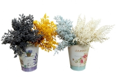 15 Dekoravitni pampas   